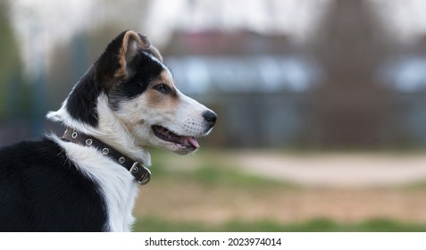 Protruding Ears Images Stock Photos Vectors Shutterstock