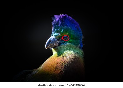 Close Up Portrait Of A Purple Crested Turaco