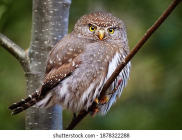 Close up portrait of Pygmy owl