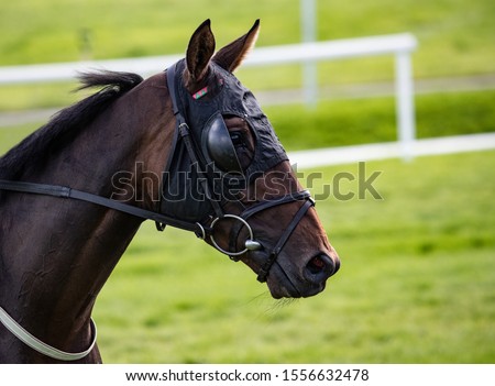 Close up portrait of race horse waring a face mask with blinkers on the race track