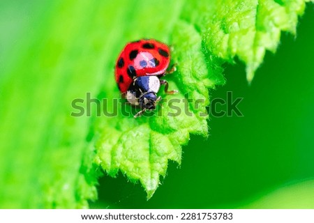A close up portrait of a red ladybug or coccinellidae with black spots, walking towards the edge of a green leaf of a tree and almost falling off. The insect is very useful in a garden.
