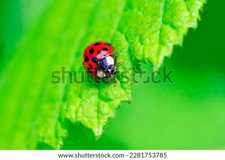 A close up portrait of a red ladybug or coccinellidae with black spots, walking towards the edge of a green leaf of a tree. The insect is very useful in a garden.