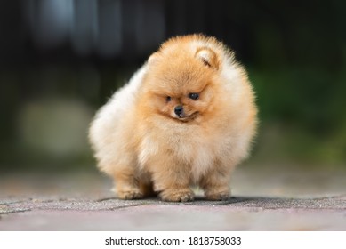 udlejeren kapsel Permanent Pomeranian puppy Images, Stock Photos & Vectors | Shutterstock
