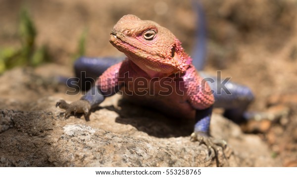 Close Portrait Redheaded Rock Agama Lizard Stock Photo 553258765