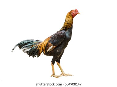 25,482 Young Rooster Images, Stock Photos & Vectors | Shutterstock