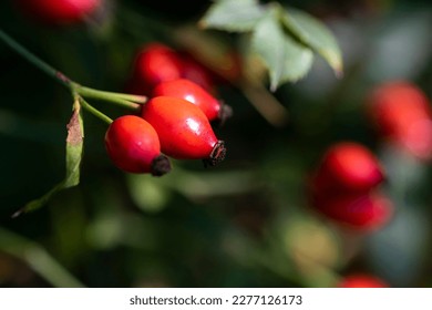 Close up portrait of rose hep, rose haw or rose hip berries still hanging on a branch inbetween the leaves of the bush of the plant ready to be harvested to make some tea or be used in a kind of food.