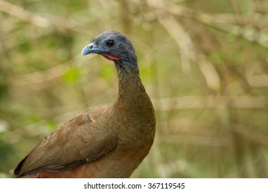 Close Up Portrait Of Rufous-vented Chachalaca  Ortalis Ruficauda In Its Typical Environment.Medium-sized Bird,  Long Strong Legs And A Long Broad Tail. Dark Brown Plumage,rufous Tail. Blurred Forest. 