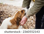 Close up portrait of a sad lonely dog cuddling up to a man on the street. Homeless animals on the street