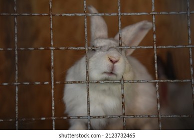 A close up of a portrait of a sad white rabbit being alone in an old and rusty cage.