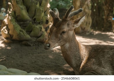 Close up portrait of Sambar deer lying in a park in tropical climate. Beautiful brown deer with small antlers resting in a zoo on a free range. Wildlife protection. - Powered by Shutterstock