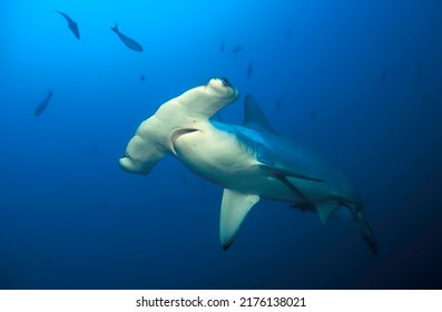 Close Portrait Of A Scalloped Shark (sphyrna Lewini)