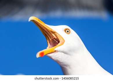 Screaming Seagull Images, Stock Photos & Vectors | Shutterstock