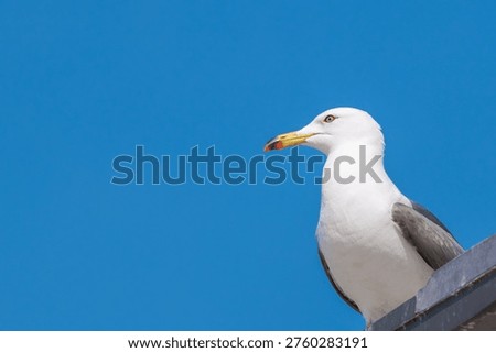 Close up portrait of a seagull looking at camera