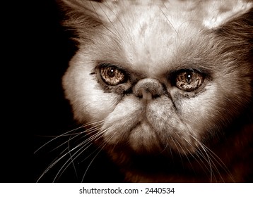 Close up Portrait of a sepia toned Very Mad Persian Cat - Powered by Shutterstock