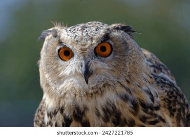 Close up portrait shot of an Owl with red eyes - Powered by Shutterstock
