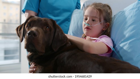 Close Up Portrait Of Sick Little Girl With Nasal Oxygen Tube Stroking Brown Labrador Lying In Hospital Bed. Medical Worker With Dog Visiting Kid Patient In Pediatrics Clinic