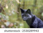 Close up portrait Silver Fox (Vulpes vulpes)  Silver version of Red Fox  in the natural habitat, Wild Ireland