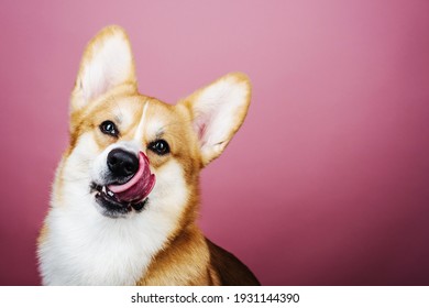 Close Up Portrait Of Sitting Welsh Corgi Pembroke Dog With Tongue Out At Pink Background In Studio