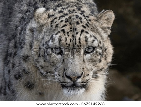 Close up portrait of snow leopard