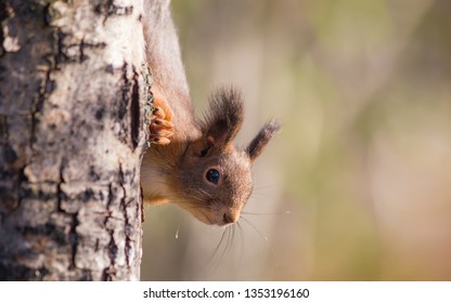 Close up portrait of a squirrel looking towards the viewer. The squirrel is partially hiding behind the tree is is climbing.