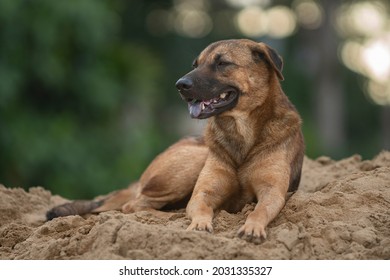 Close Up Portrait Of Stray Dog Isolated On Bokeh Background. 