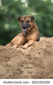 Close Up Portrait Of Stray Dog Isolated On Bokeh Background. 