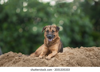 Close Up Portrait Of Stray Dog Isolated On Bokeh Background. 