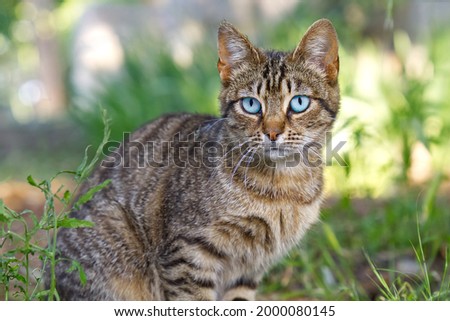Close up portrait of striped brown cat with blue eyes looking to camera on green background. Pets walking outdoor adventure. non-pedigree cats in garden.