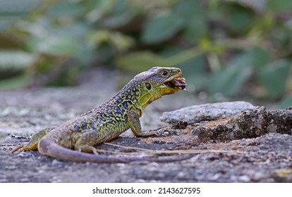 Close Up Portrait Of A Stunning Ocellated Lizard Or Jewelled Lizard (Timon Lepidus) Eating A Bug Prey. Beautiful Scary Green And Blue Exotic Lizard In Natural Environment. Reptile Feeding.