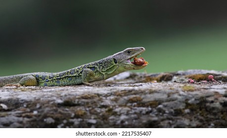 Close Up Portrait Of A Stunning Ocellated Lizard Or Jewelled Lizard (Timon Lepidus) Eating A Bug Prey. Beautiful Scary Green And Blue Exotic Lizard In Natural Environment. Reptile Feeding.