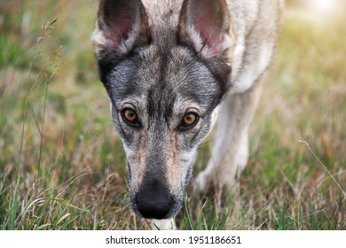 807 Wolf hybrid Images, Stock Photos & Vectors | Shutterstock