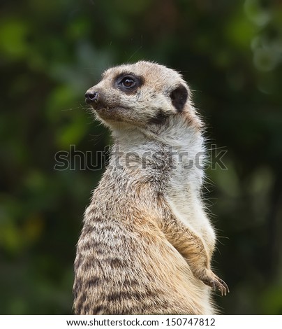 Similar – Image, Stock Photo Close up portrait of one meerkat sitting on a rock