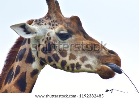 Close up portrait of a tall long neck african giraffe eating straw and grass looking into the distance.