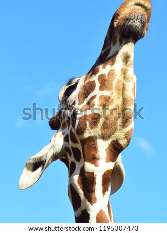 Close up portrait of a tall long neck african giraffe looking into the distance.