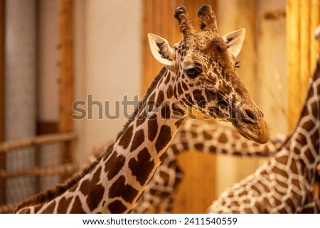 Close up portrait of a tall long neck african giraffe. Giraffa reticulata