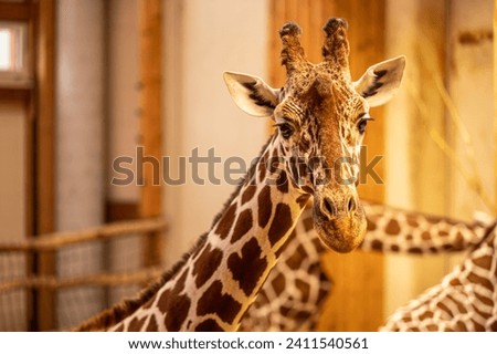 Close up portrait of a tall long neck african giraffe. Giraffa reticulata