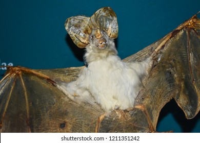 Close Up Portrait Of A Taxidermy Preserved Stuffed Dead Animal Model Ornament Of A Bat.