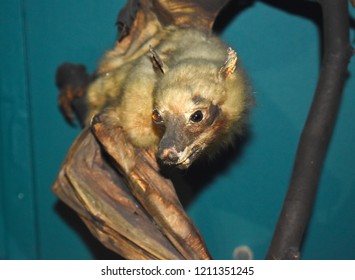 Close Up Portrait Of A Taxidermy Preserved Stuffed Dead Animal Model Ornament Of A Bat.