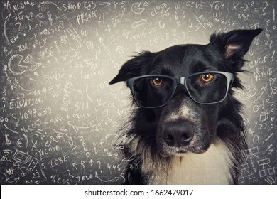Close up portrait of thoughtful dog wearing glasses. Purebred Border Collie nerd over grey background solving hard mathematics calculation and equations. Back to school, animal intelligence concept.