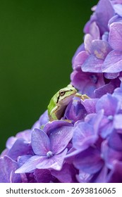 a close portrait of a tiny pacific tree frog standing on a purple hydrangea