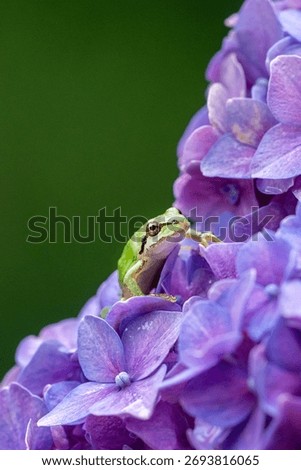 a close portrait of a tiny pacific tree frog standing on a purple hydrangea