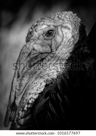 Image, Stock Photo the crow Beautiful Zoo