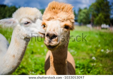 close up portrait of two cute friendly alpacas, that seem to be talking to each other.