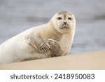 Close up portrait of very cute Harbor Seal (Phoca vitulina) in natural environment on the beach of The Netherlands. Wildlife.