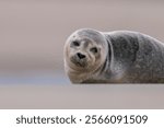 Close up portrait of very cute Harbor Seal (Phoca vitulina) in natural environment on the beach of The Netherlands. Wildlife.