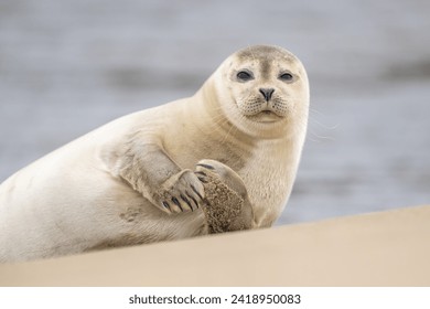 Close up portrait of very cute Harbor Seal (Phoca vitulina) in natural environment on the beach of The Netherlands. Wildlife. - Powered by Shutterstock