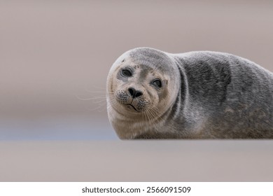 Close up portrait of very cute Harbor Seal (Phoca vitulina) in natural environment on the beach of The Netherlands. Wildlife.