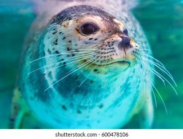 Close Up Portrait Of Very Cute Spotted Seal