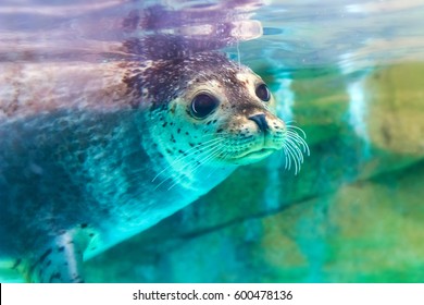 Close Up Portrait Of Very Cute Spotted Seal