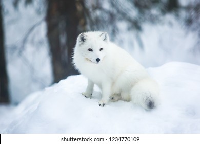 Close Portrait View Arctic Fox Finland Stock Photo Edit Now